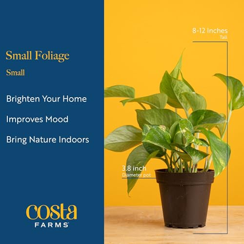 Live Indoor Plants Starter Collection, 4-Inch Pots, 3-Pack - view 4