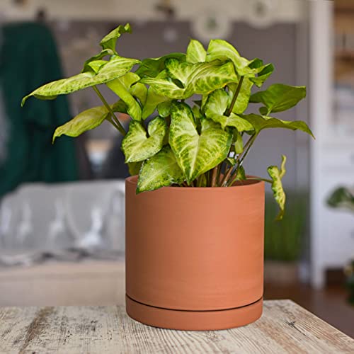 Terracotta Plant Pot with Saucer, 6 Inch, 40-X-A-3 - view 7