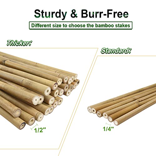 25pcs 1/2" D Thicker Heavy Duty Bamboo Stakes, 4FT Plant Stakes, Natural Garden Stakes for Tomato, Bean, Flowers,Trees Potted and Climbing Plant Support - view 5