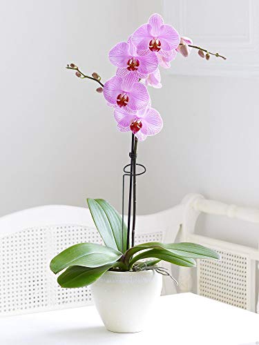10 Pieces 24 inch Green Single Stem Plant Stakes Flower Support Rings,Gardening Planter Cages for Single Stem Flowers, Amaryllis, Peony, Lily,Narcissus - view 6