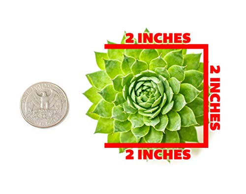 Succulent Plants | 5 Sempervivum Succulents | Rooted in Planter Pots with Soil | Real Live Indoor Plants | Gifts or Room Decor - view 2