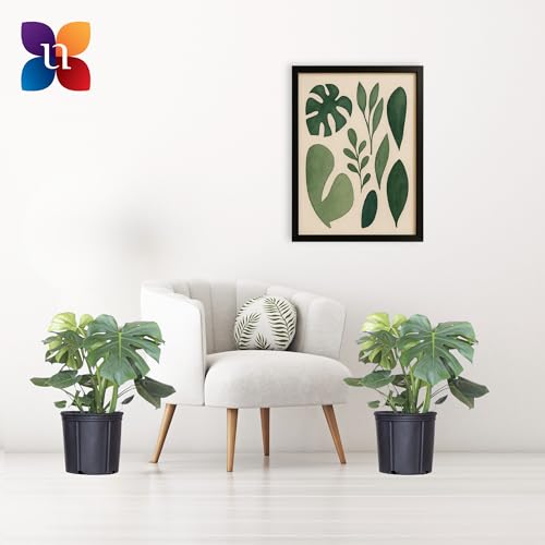 United Nursery Monstera Deliciosa Bundle 2-Pack Large 30-36 inches Tall Live Indoor Swiss Cheese Plants 10 inche Plants Pots, Air Purifying Tropical Floor Plants for Home and Office Decor - view 2