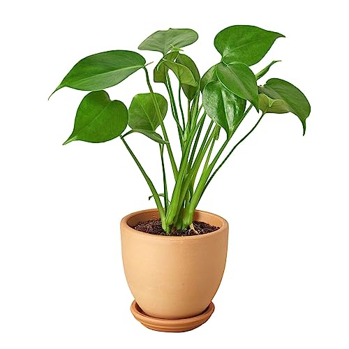 Philodendron Monstera Split-Leaf Live Plant | Houseplants in 4'' & 6'' Pot - view 2