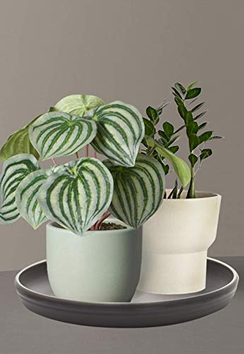 Round Plastic Plant Saucer Drip Tray Set of 6 for Indoor Outdoor Home Garden Flower Plant Container Flower Pot Pallets ((9.4''+10.4"+12'') x2, Dark Grey) - view 7