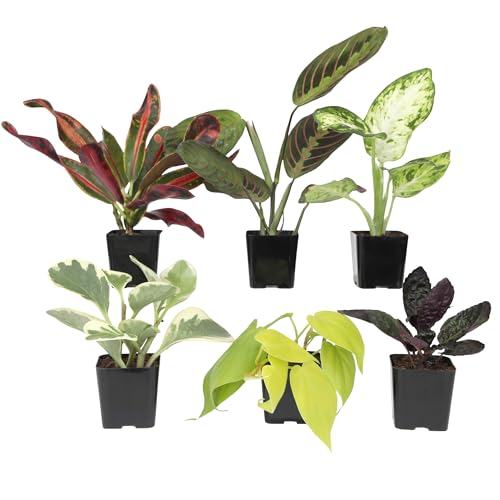 Easy to Grow Houseplants (6PK), Live House Plants in Plant Containers, Growers Choice Plant Set in Planters with Potting Soil Mix, Home Decor Planting Kit or Outdoor Garden Gifts