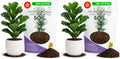 Professional Fiddle Leaf Fig Soil Mix Ready to Use Extra Large 8.2 Quarts, Premium Potting Soil for Fiddle Leaf Fig Indoor Houseplants, Peat Sawdust Coarse Sand Pinebark Made in USA (Pack of 2)