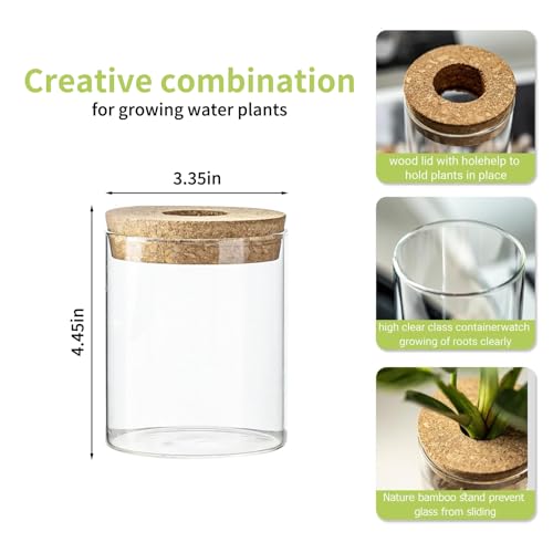 Glass Propagation Vase with Bamboo Tray, Medium, for Cuttings & Air Plants - view 3