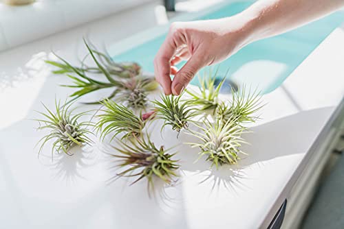 5 Pack Air Plants Red Abdita Tillandsia - Medium Air Plants Live Variety Pack - Live Succulent House Plant - Home Holders and Garden Decor - Easy Care Indoor and Outdoor Plant - view 2