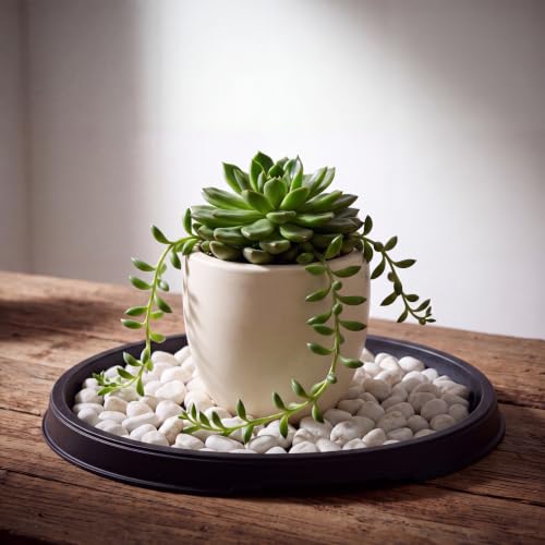 2 Pcs Bonsai Humidity Drip Tray for Plants,9.13 x 6.02 Inch - view 3