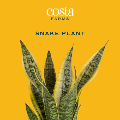 Live Succulents in White Planter Pots (3 PK), Live Succulent Plants Live Plants & Costa Farms Live Snake Plant, Easy Care Houseplant in Indoor Garden Plant Pot, Grower's Choice House - view 6
