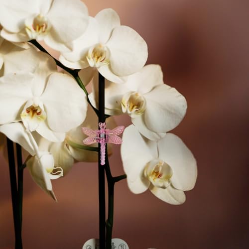 20pcs Butterfly Plant Orchid Clips,Garden Transparent Plant Support Clip for Orchid Support Fixed Vine(Pink) - view 3