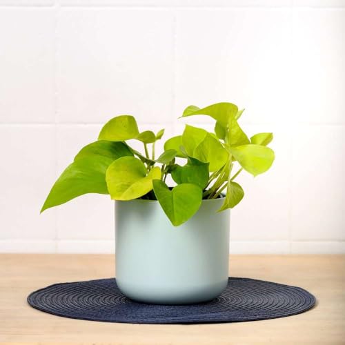 Pothos Neon Live Plant for Indoor | Houseplants in 4'' & 6'' Pot - view 3
