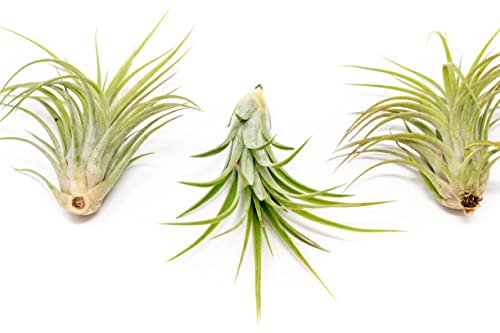 Large Air Plants Ionantha Victoriana 4 to 6 inch - Available in Wholesale and Bulk - Live Succulent House Plants - Home and Garden Decor - Easy Care Indoor and Outdoor Plants (Pack of 1) - view 4