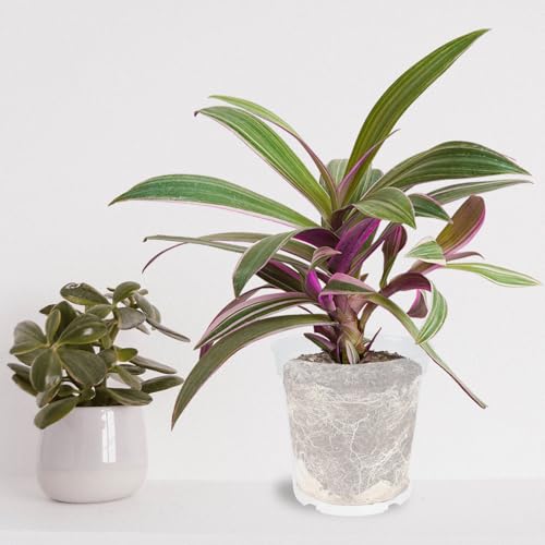 5pcs Plastic Flower Nursery Pots for Orchids and Seedlings, Medium Size (Diameter 10cm X Height 9cm), Outdoor and Indoor Gardening Containers for Plant Propagation and Growing - view 5