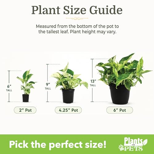 Pothos & Philodendron 6PK, Easy Plant Care, 2 in. Pots, Small House Plants - view 5