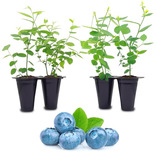 Live Blueberry Biloxi Plant (4 Pack) Southern Highbush Berry