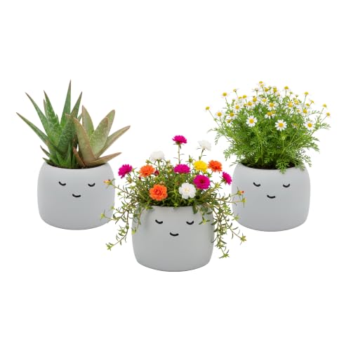 Seeds Peaceful Face Grow Kit 3-Pack, Painted Concrete Planters - view 2