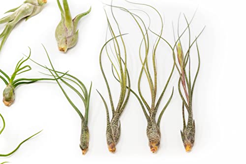 Pack of Wild Ones Air Plants - Tillandsia Caput Medusae, Butzii & Bulbosa Guatemala - Succulent House Plants for Holders - Available in Wholesale/Bulk - Easy Care Indoor/Outdoor Plants (Pack of 12) - view 3