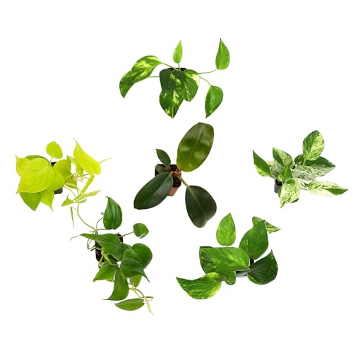 Pothos & Philodendron 6PK, Easy Plant Care, 2 in. Pots, Small House Plants - view 2