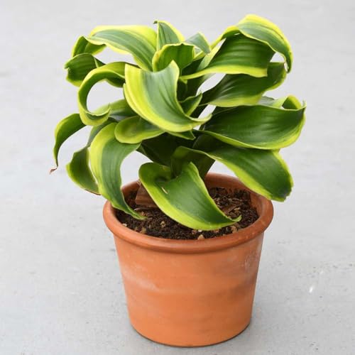 Dracaena Tornado Live Plant for Indoor | Houseplants in 4'' & 6'' Pot - view 3