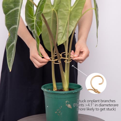 4.1" Plant Supports for Indoor Plants - 4 Pcs Stem Stabilizers for Monstera - view 5