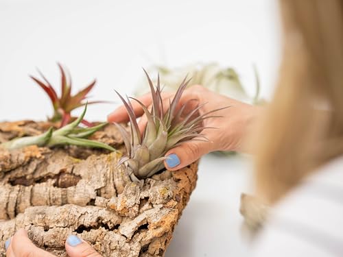 Medium Tabletop Cork Bark Display with 3 Tillandsia Air Plants - Wholesale and Bulk - Succulents - Live Tillandsia - Easy Care Indoor and Outdoor House Plants - view 6