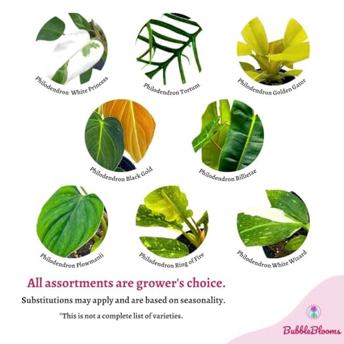 Rare Philodendron Assortment, 2 inch Set of 3, Very Rare Philo Set Growers Choice, tortum, Snowdrift, billietiae, White Princess - view 3