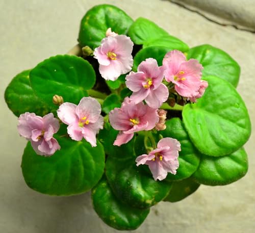 African Violet Plant Potting Soil Mix Peat Moss & Perlite (½ Gallon / 2 quarts) (Pack of 2) - view 7