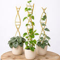3PCS DNA Plant Trellis Indoor & Outdoor,Metal Trellis for Pots