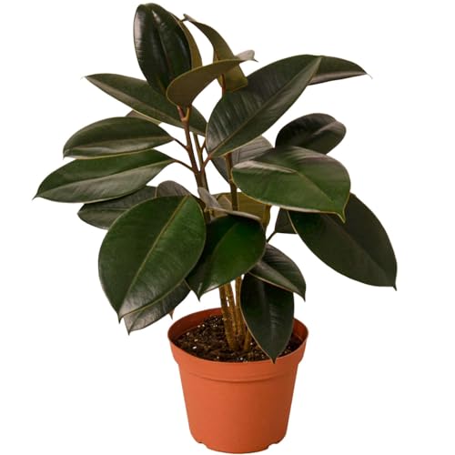 Ficus Elastica Burgundy Live Plant | Houseplants in 4'' & 6'' Pot
