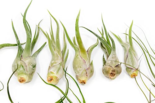 Pack of Wild Ones Air Plants - Tillandsia Caput Medusae, Butzii & Bulbosa Guatemala - Succulent House Plants for Holders - Available in Wholesale/Bulk - Easy Care Indoor/Outdoor Plants (Pack of 12) - view 4