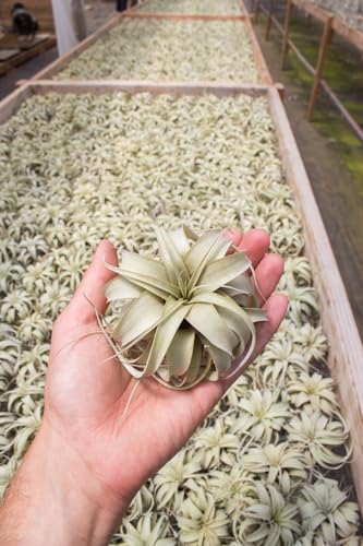 Air Plant Tillandsia Xerographica 3-4" Wide /Ships from California/Greenhouse Grown (Mini (3-4")) - view 2