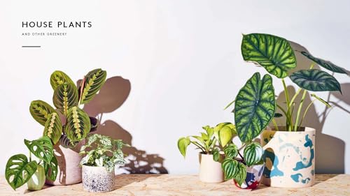 Little Book of House Plants and Other Greenery - view 5