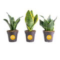 Snake Plant, Live Indoor Plants, Easy Care 3-Pack