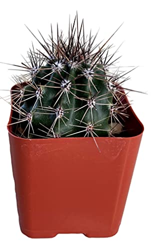 Live Mini Cactus Plants (8 Pack), Assorted Potted Cacti Variety Pack - view 7