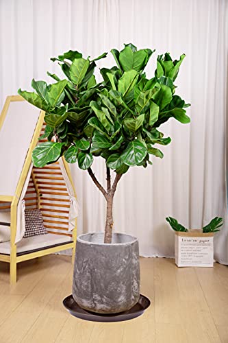 6 Pack of Plant Saucer 16 Inch, Plant Tray Round, Plastic Flower Plant Trays for Pots, Plant Saucers for Indoors 16", Plant Pot Saucers, Planter Tray for Planter 13-16" (16", Brown) - view 3