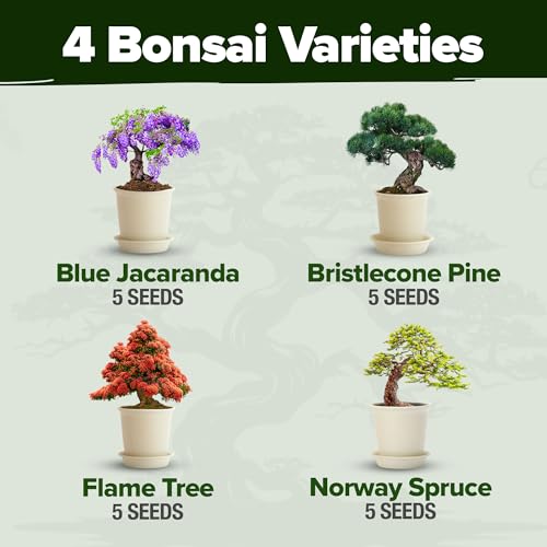 Bonsai Tree Starter Kit, Grow 4 Bonsai Trees, Gardening Gift - view 3