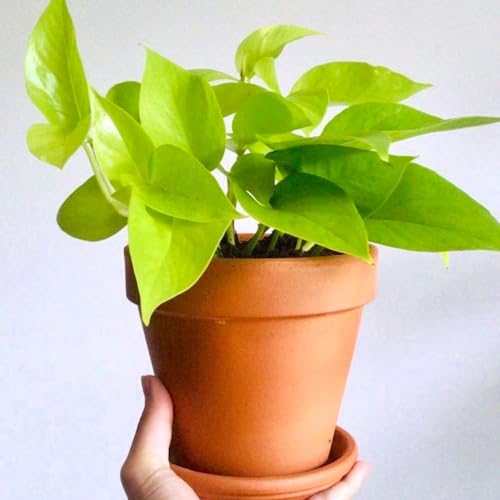 Pothos Neon Live Plant for Indoor | Houseplants in 4'' & 6'' Pot - view 2