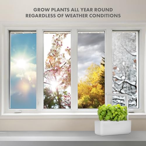 Click & Grow Indoor Herb Garden Kit with Grow Light | Smart Garden for Home Kitchen Windowsill | Easier Than Hydroponics Growing System | Vegetable Gardening Starter (3 Basil Pods Included), White - view 6