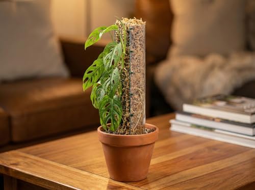Metal Moss Poles for Climbing Plants, D-Shape Sphagnum Moss Pole Monstera Plant Support for Climbing Plants, DIY Plant Stakes Work with Sphagnum Moss (12ft D-Shaped Clear) - view 6