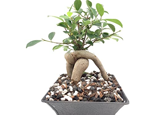 Calcined Clay for Bonsai, Succulent, Cactus | 2 Quarts Bag | 1/8” Particle Size | The Bonsai Supply - view 4