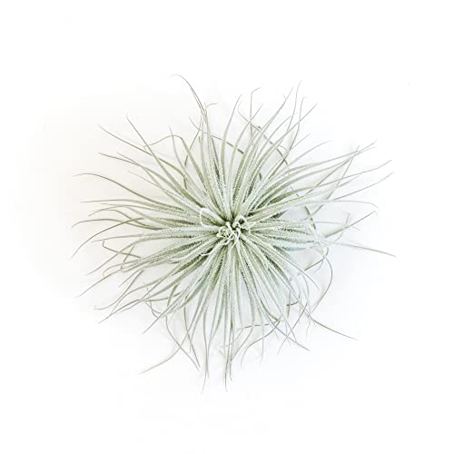 Jumbo Tectorum Ecuador Air Plant - Live Tillandsia Succulent House Plants - Available in Wholesale and Bulk - Home and Garden Decor - Easy Care Indoor/Outdoor Air Plants - view 2