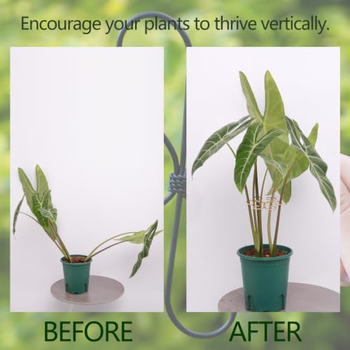 4.1" Plant Supports for Indoor Plants - 4 Pcs Stem Stabilizers for Monstera - view 3