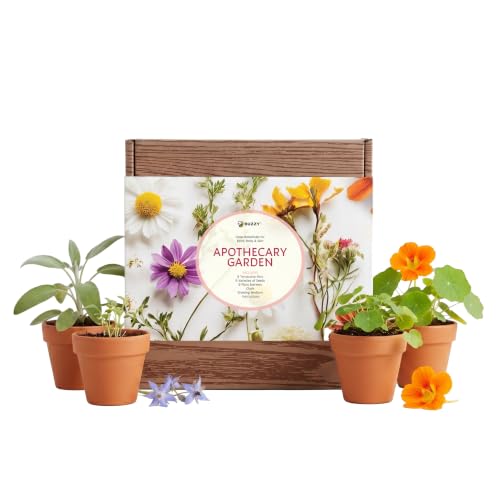Seeds Apothecary Wellness Kit, Terracotta Pots, Lavender & Herbs - view 2