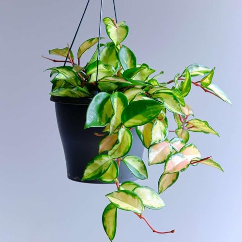 Hoya Carnosa Tricolor Live Plant for Indoor | Houseplants in 4'' & 6'' Pot - view 4