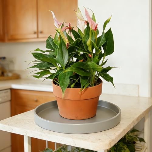 1 Pack 12 inch Plant Saucer Drip Tray, Heavy Sturdy Plastic Planter Flower Pot Drainage Tray Plate Saucers for Indoor Outdoor Garden, Plant Water Drip Trays for pots Base (12", Gray) - view 3