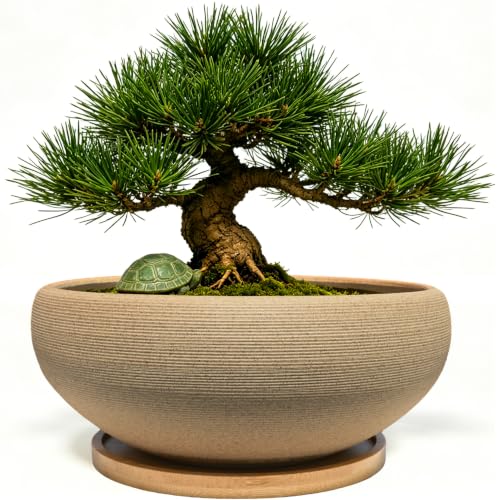 8 inch Round Unglazed Ceramic Bonsai Pot with Bamboo Tray, Shallow Plain Pottery Succulent Planter with Drainage Hole (8”)