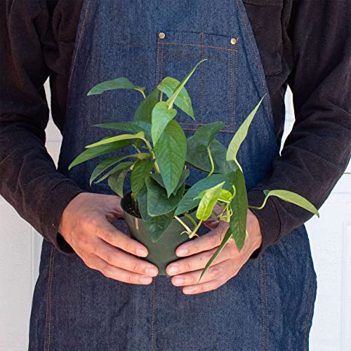 Cebu Blue Pothos (Epipremnum pinnatum 'Cebu Blue') Live Plant in 4'' Pot - view 2
