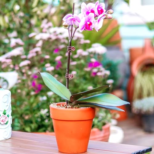 400PCS Plant Clips, Orchid Clips Plant Orchid Support Clips Flower and Vine Clips for Supporting Stems Vines Grow Upright Dark Brown - view 6
