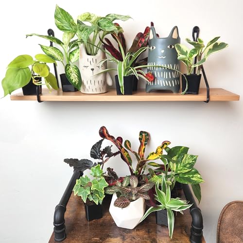 Easy to Grow Houseplants (12 Pack) Live House Plants in Plant Containers, Growers Choice Plant Set in Planters with Potting Soil Mix, Home Décor Planting Kit or Outdoor Garden Gifts - view 2